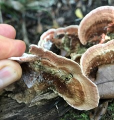 Rhodofomitopsis feei