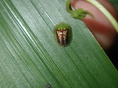 Cassida compuncta