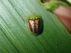 Cassida compuncta