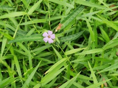Brunoniella