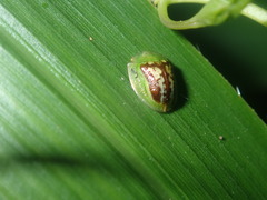 Cassida compuncta