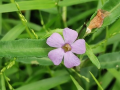 Brunoniella