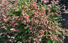 Viviania marifolia