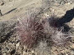 Sclerocactus polyancistrus