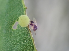 Synergini