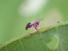 Synergini