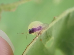 Synergini