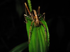 Listroscelidinae