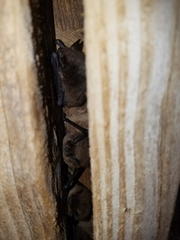 Myotis californicus