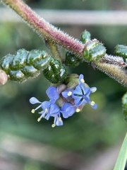 Ceanothus impressus