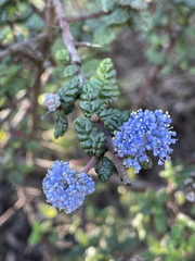 Ceanothus impressus