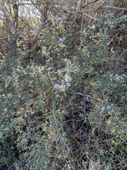 Ceanothus impressus