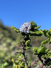 Ceanothus impressus