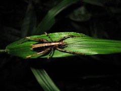Listroscelidinae