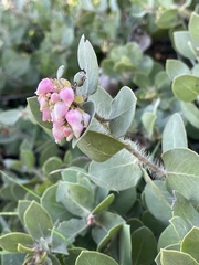 Arctostaphylos purissima purissima