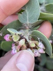Arctostaphylos purissima purissima