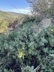Arctostaphylos purissima purissima