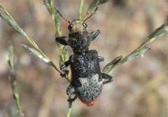 Enoclerus moestus