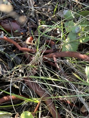 Arctostaphylos purissima purissima