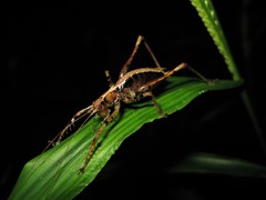 Listroscelidinae
