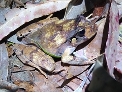 Platyplectrum fletcheri