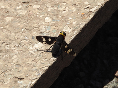 Hyperalonia morio morio