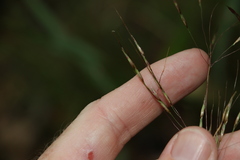 Chrysopogon sylvaticus