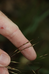 Chrysopogon sylvaticus