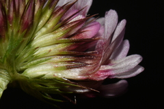 Trifolium wormskioldii