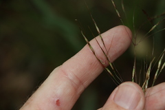 Chrysopogon sylvaticus