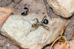 Polyrhachis semiaurata
