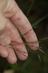 Chrysopogon sylvaticus