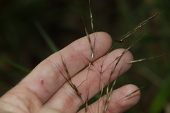 Chrysopogon sylvaticus
