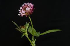 Trifolium wormskioldii