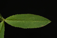 Trifolium wormskioldii