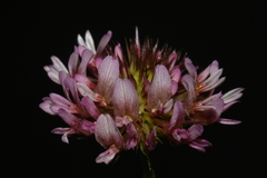 Trifolium wormskioldii