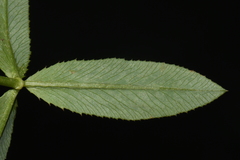 Trifolium wormskioldii