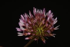 Trifolium wormskioldii
