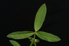 Trifolium wormskioldii
