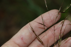 Chrysopogon sylvaticus