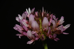 Trifolium wormskioldii