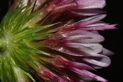 Trifolium wormskioldii