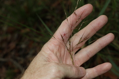 Chrysopogon sylvaticus