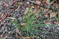 Chrysopogon sylvaticus