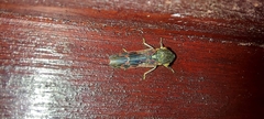 Homalodisca vitripennis