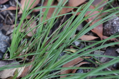 Chrysopogon sylvaticus