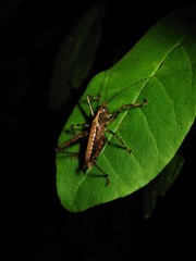 Listroscelidinae