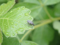 Trichobaris trinotata