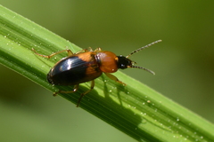 Stenolophus teutonus