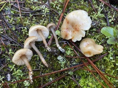 Rhodophana nitellina